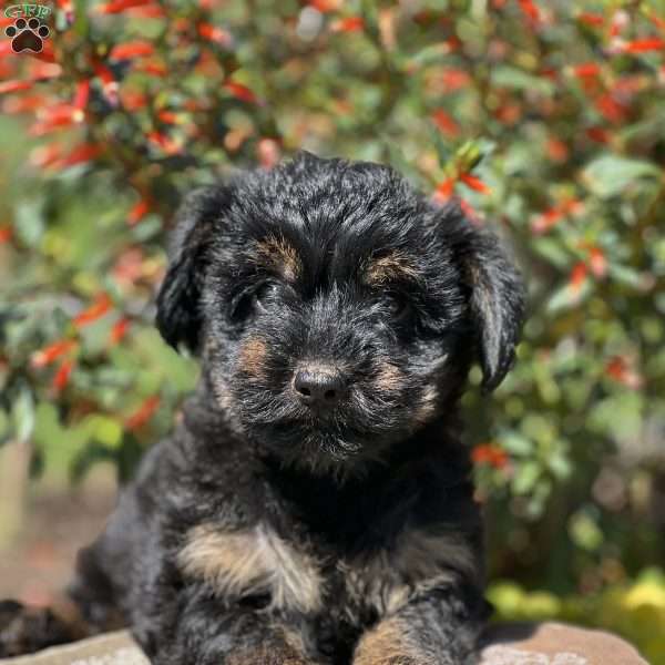Luna, Yorkie Poo Puppy